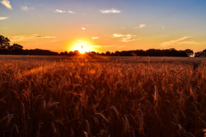 Sommer