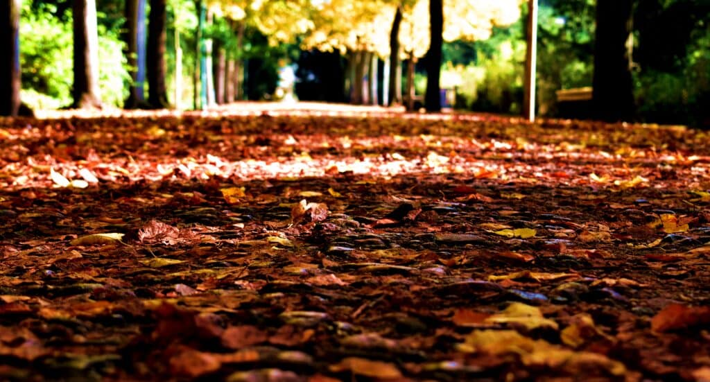 Herbstbild