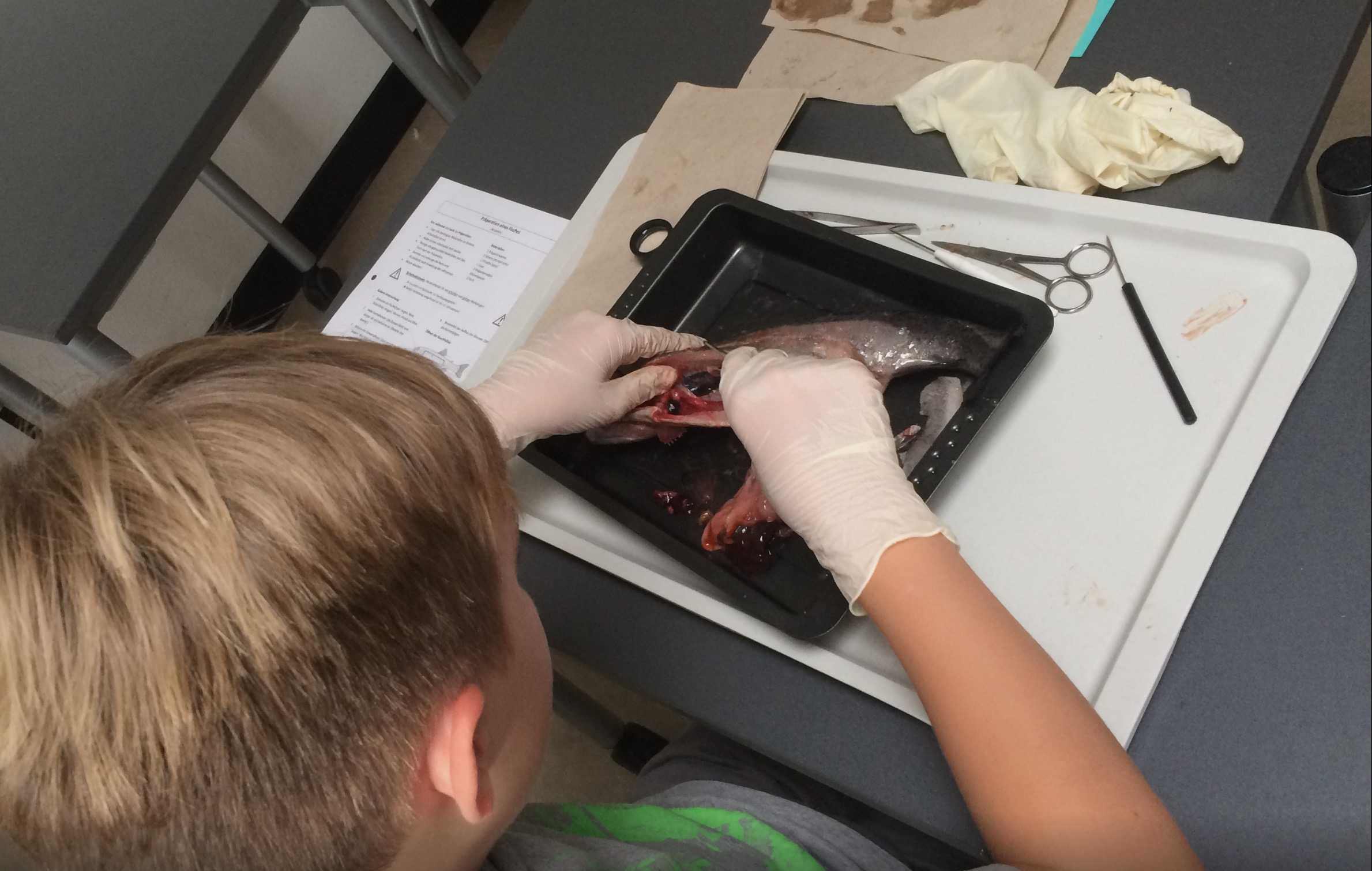 Eine Person mit hellblondem Haar seziert konzentriert einen Fisch in der Schule.