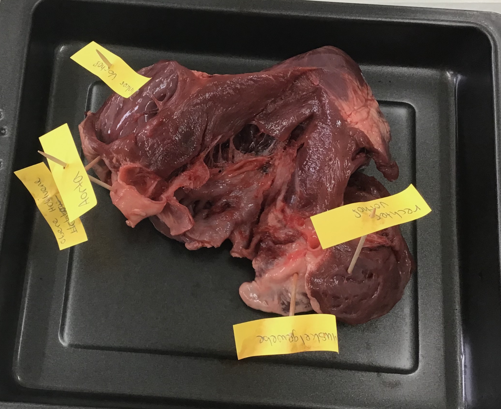 Rohes Stück Fleisch mit gelben Etiketten auf einem schwarzen Backblech.
