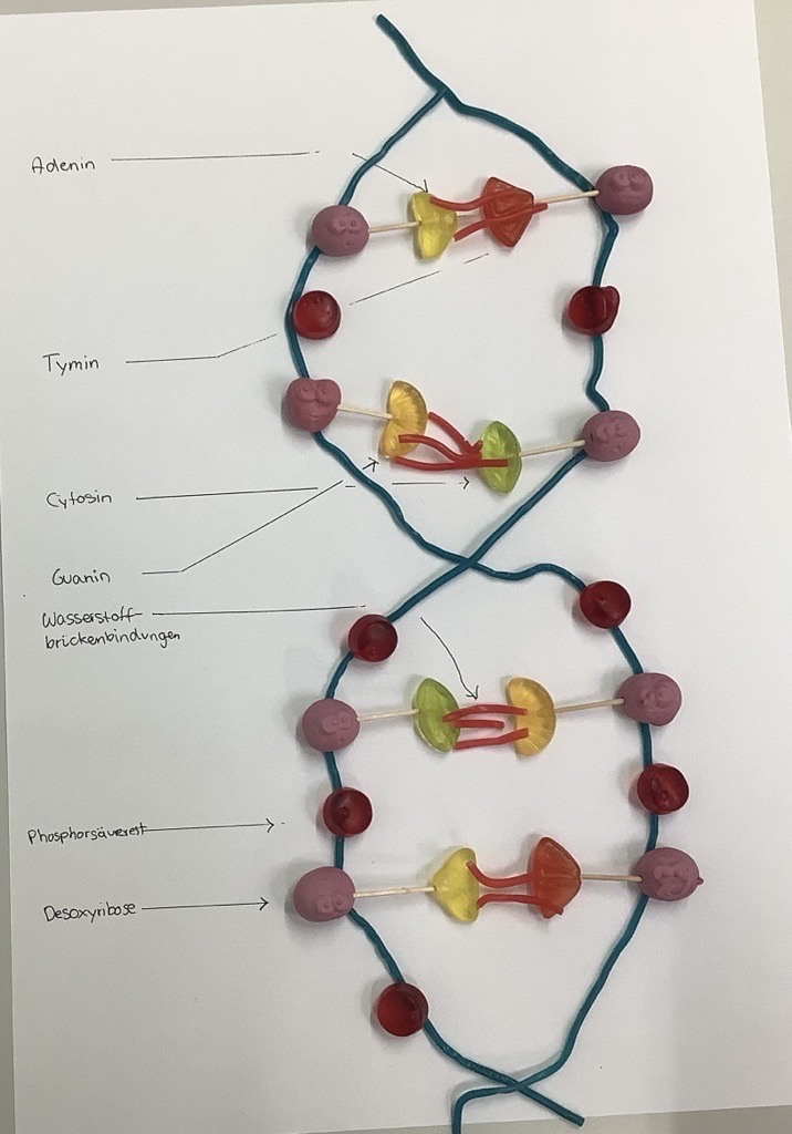 Ein Modell einer DNA-Doppelhelix aus Süßigkeiten auf weißem Papier.